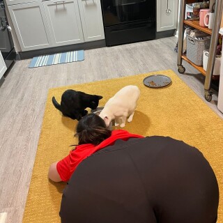 32c9c2a5555e452389c7446665735650