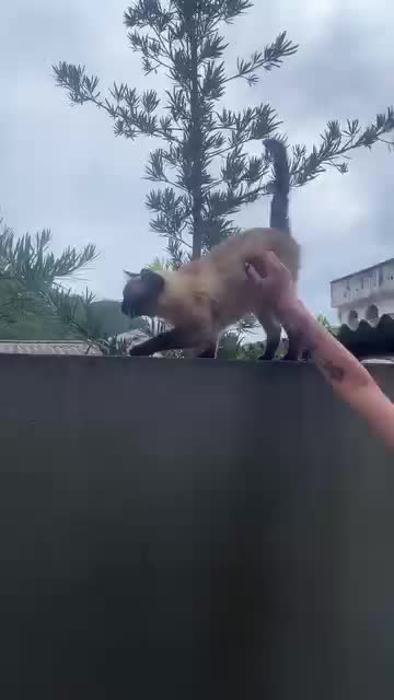 Dias-muito-bons-de-descanso-risadas-maluquisses-natureza-bichinhos-enterrar-o-pe-na-areia8ee821ea8e572999.mp4