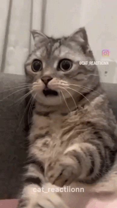 cat-reaction_33934367f0e4e54ac5de.gif