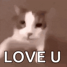 love-u-cat-cat-cute9cd095f0c2cf51ca.gif