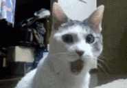 wow-cat-giphyd522e308e8717153.gif